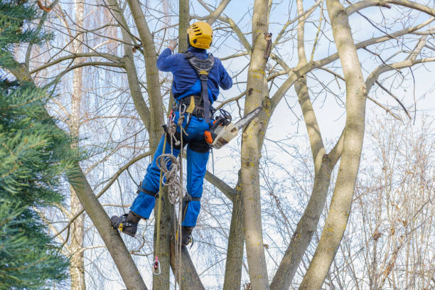 Best Tree Health Inspection  in Manning, IA