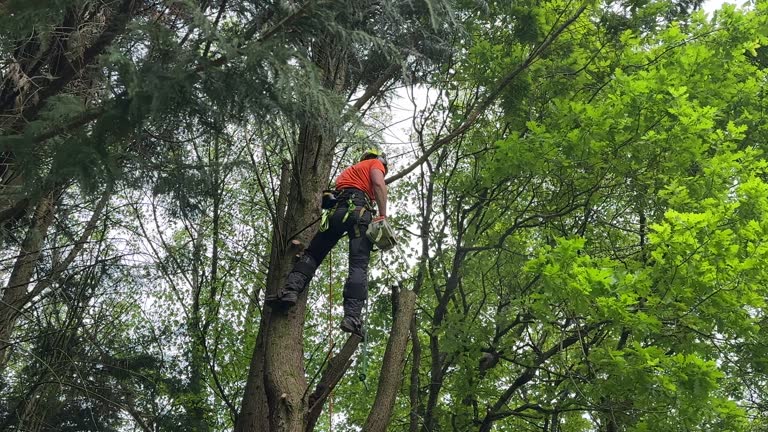 How Our Tree Care Process Works  in  Manning, IA