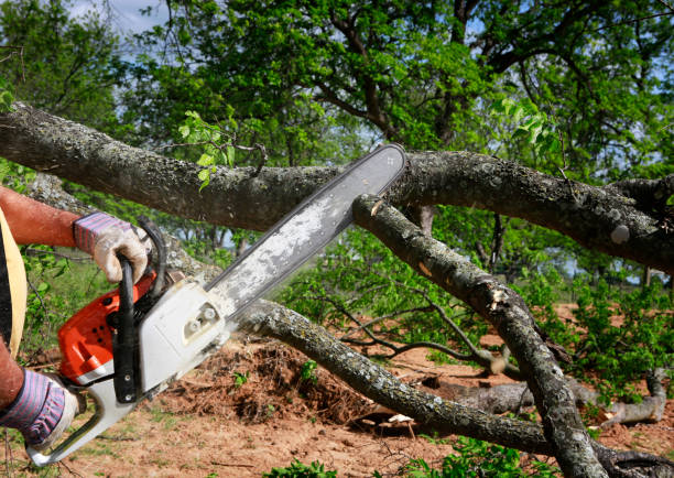 Manning, IA Tree Services Company