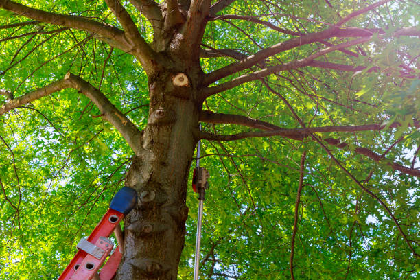 Best Commercial Tree Services  in Manning, IA